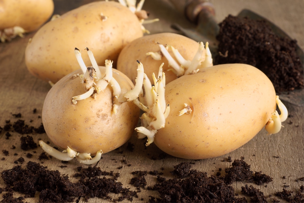 What Are Seed Potatoes & How to Use Them in the Garden