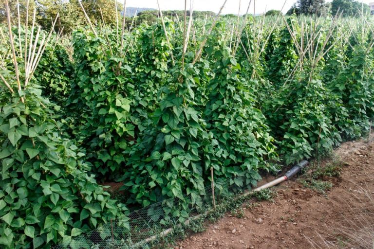 How To Grow Beans In A Bag Garden Eco