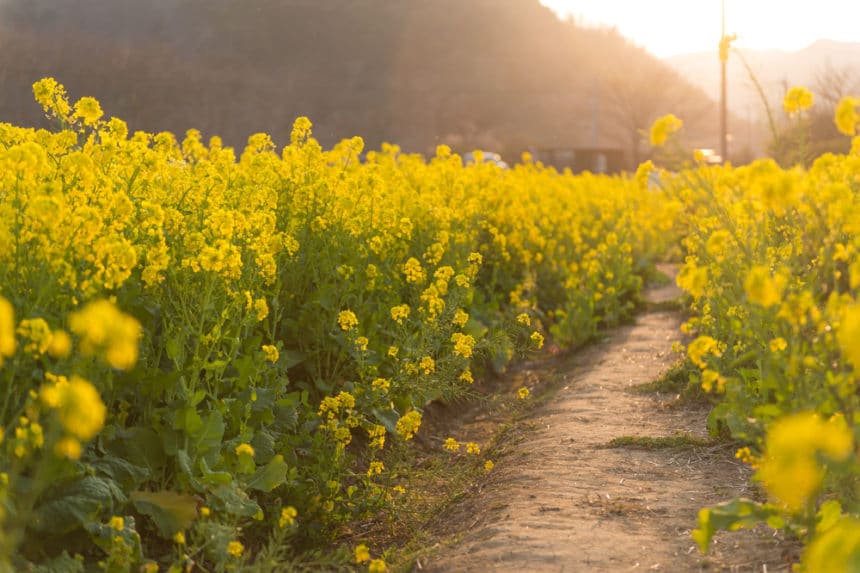 4. Mustard Plant Tattoo Symbolism - wide 10