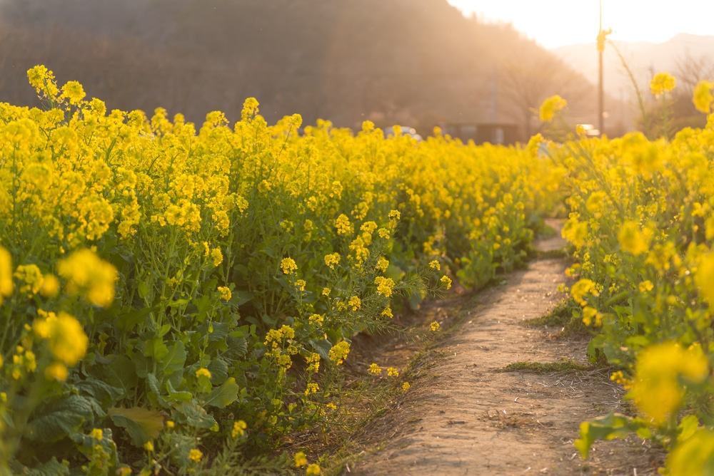 What Does a Mustard Plant - Garden.eco