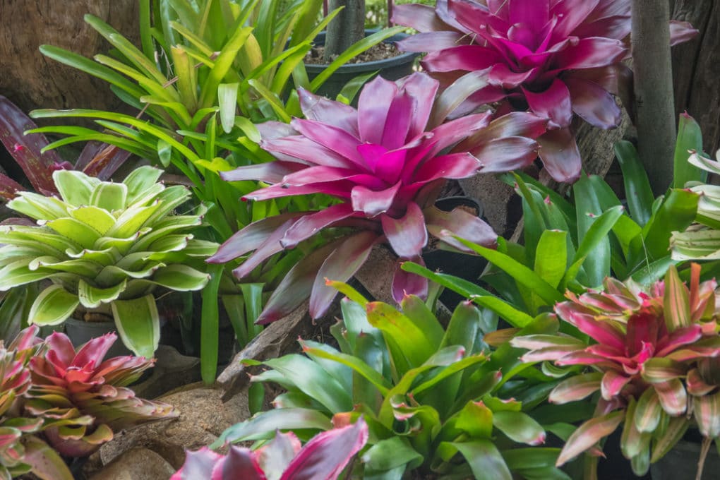 What is a Bromeliad? » All The Top Facts