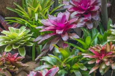 what-is-a-bromeliad