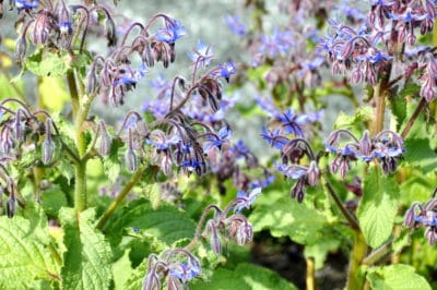 what-is-borage