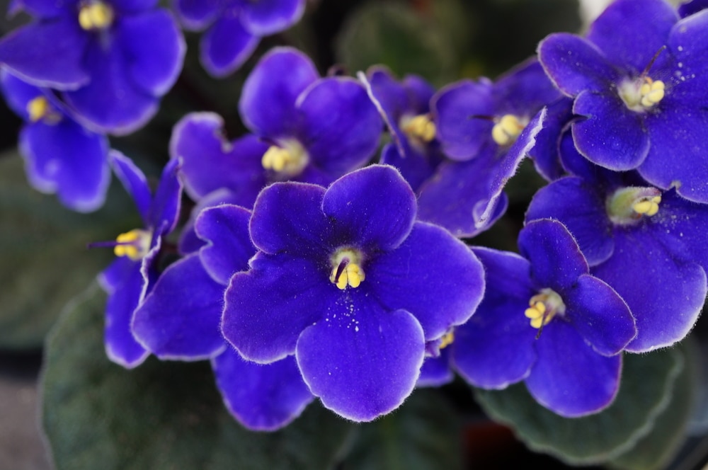 violets