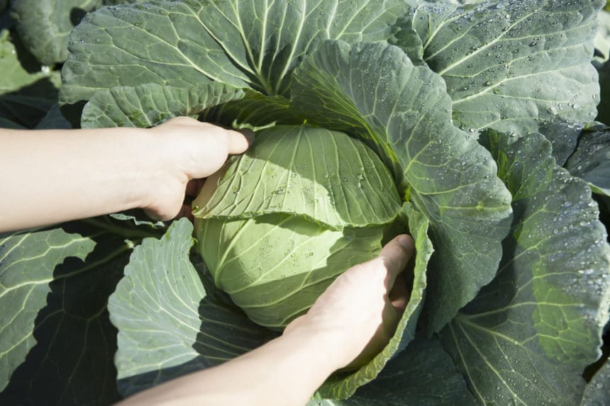 How does cabbage grow all the tips facts
