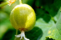 when-to-pick-lemon-cucumbers