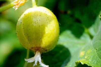 when-to-pick-lemon-cucumbers