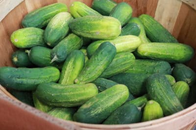 when-to-pick-pickling-cucumbers