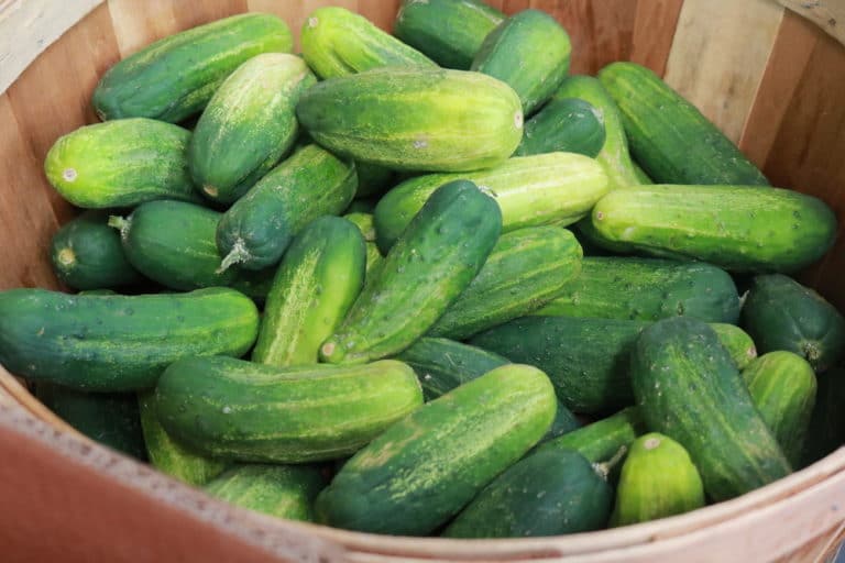 When to Pick Cucumbers » Get the Harvesting Facts