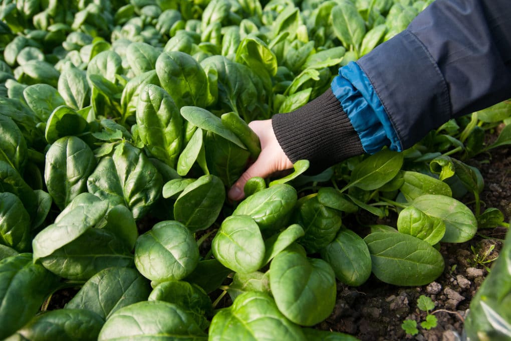 Growing Baby Spinach » Top Tips for Success