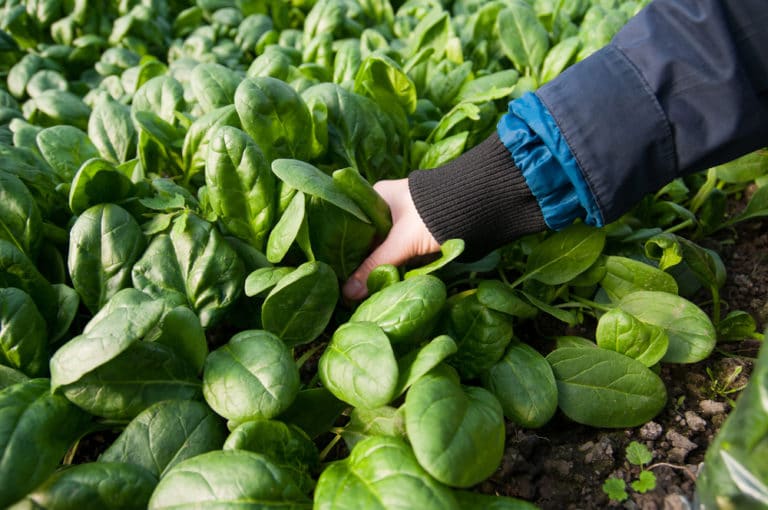 Spinach Bolting » Top Tips on Prevention