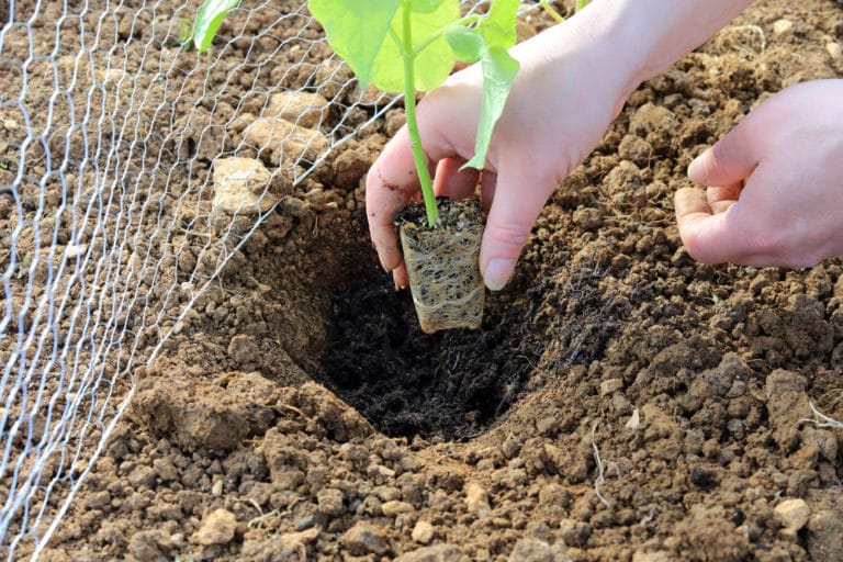 When to Plant Beans » Top Tips on Proper Timing