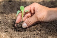 when-to-plant-cabbage