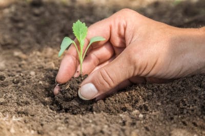 when-to-plant-cabbage