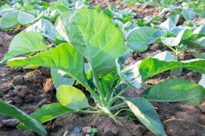 when-to-plant-cauliflower
