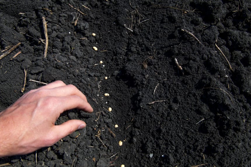When to Plant Soybeans » Timing Matters