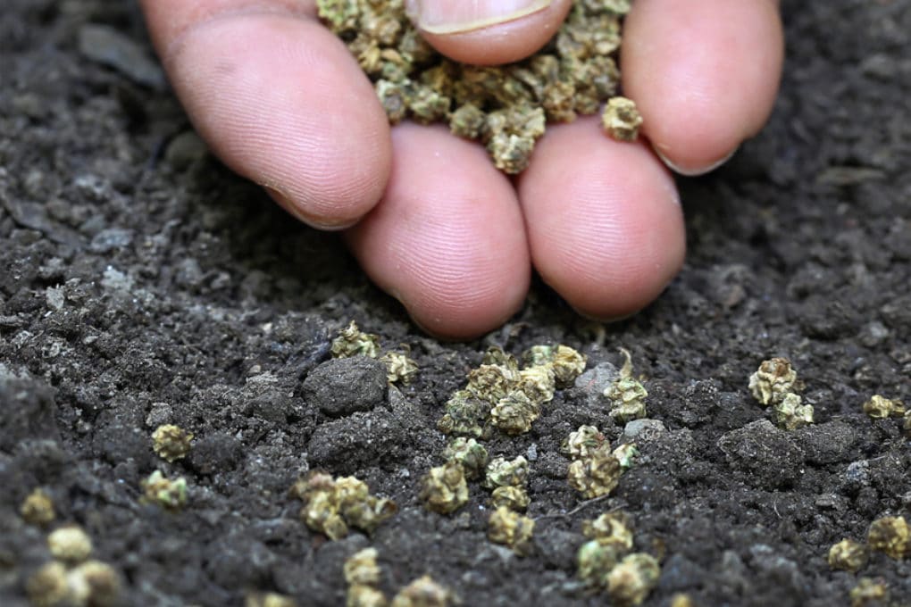 Spinach Bolting » Top Tips on Prevention