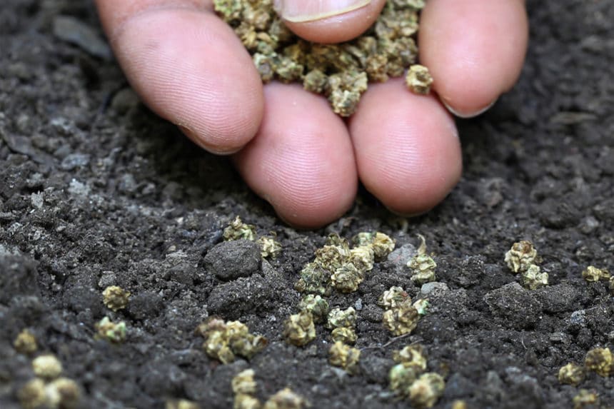 Spinach Bolting » Top Tips on Prevention