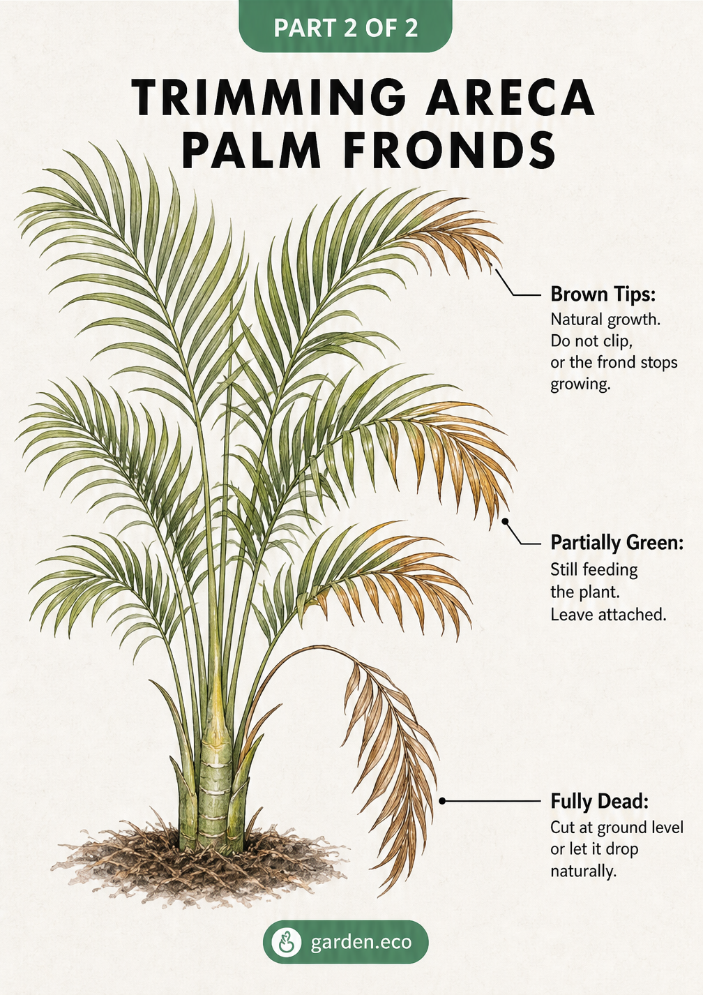 Illustration of an areca palm showing when to trim fronds based on color: leave brown tips and partially green fronds, but cut fully dead brown fronds at the...