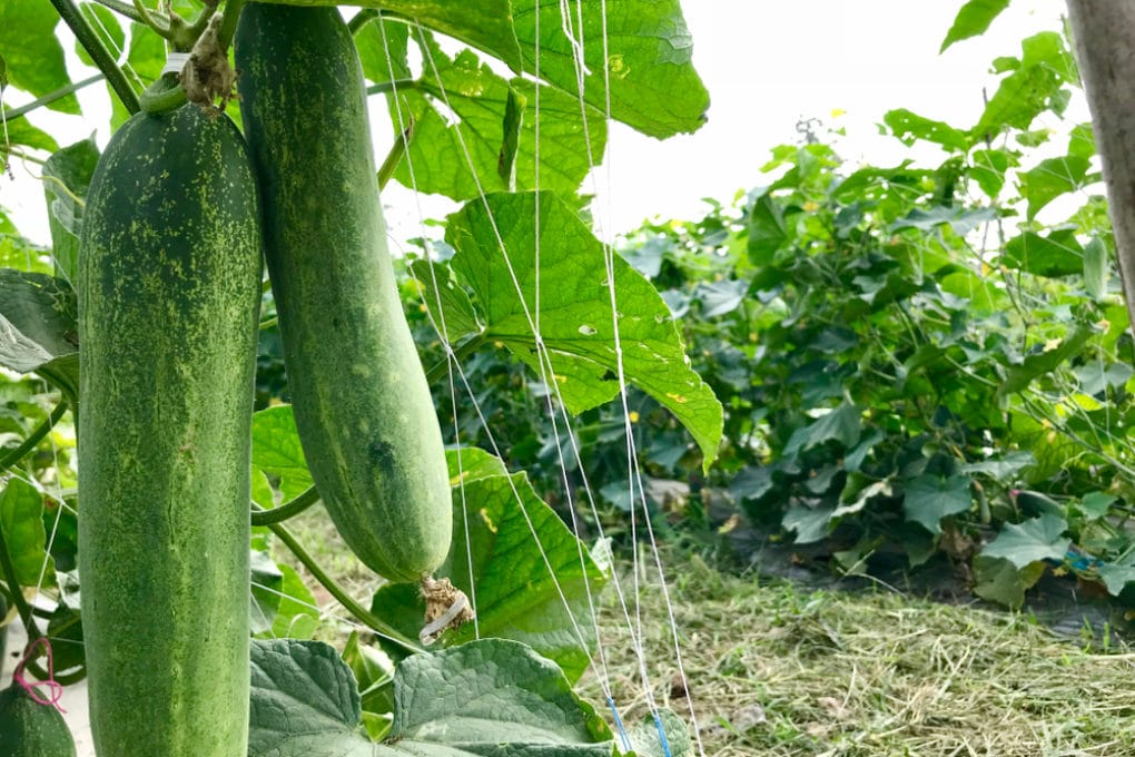 Climbing Cucumbers » All the Tips and Facts