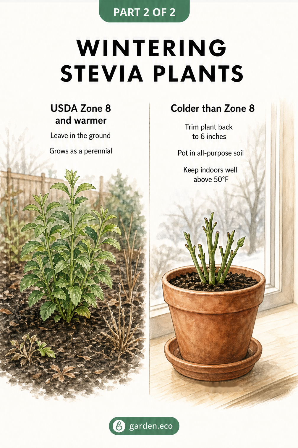 Illustration comparing wintering stevia outdoors in USDA Zone 8 and warmer versus potting it indoors for colder climates.