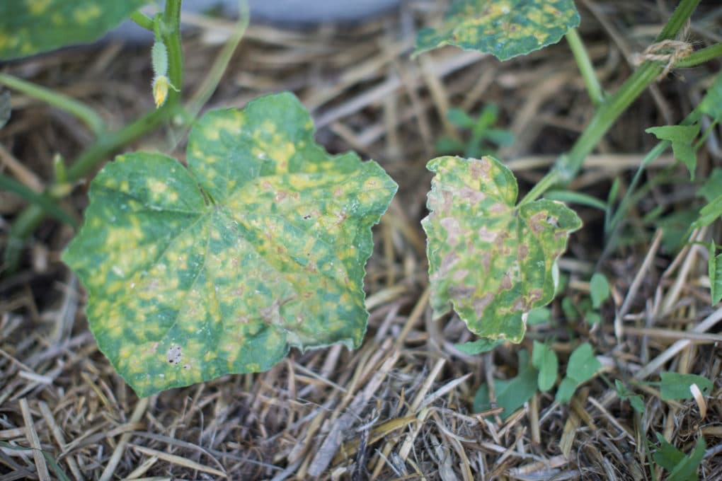 Cucumber Leaves Keeping Them Happy And Healthy Cucumber Leaves Keeping Them Happy And Healthy