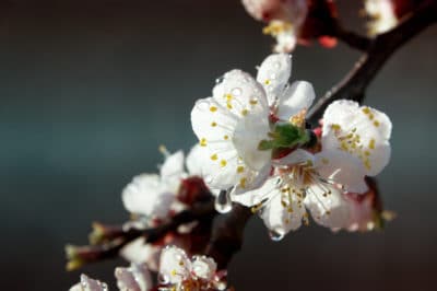 apricot-flower