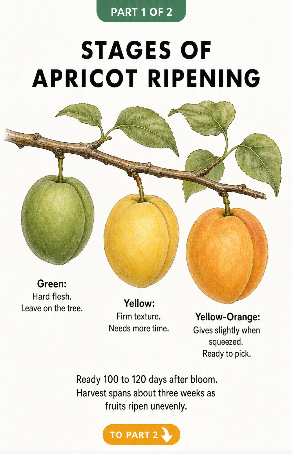 Illustration showing three stages of apricot ripening on a branch, from green to yellow to yellow-orange.