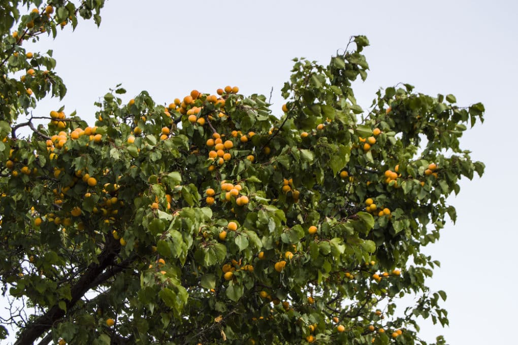 How to Ripen Apricots » All the Top Facts & Tips