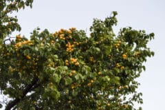 apricot-tree-care