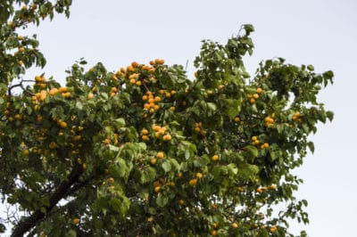 apricot-tree-care