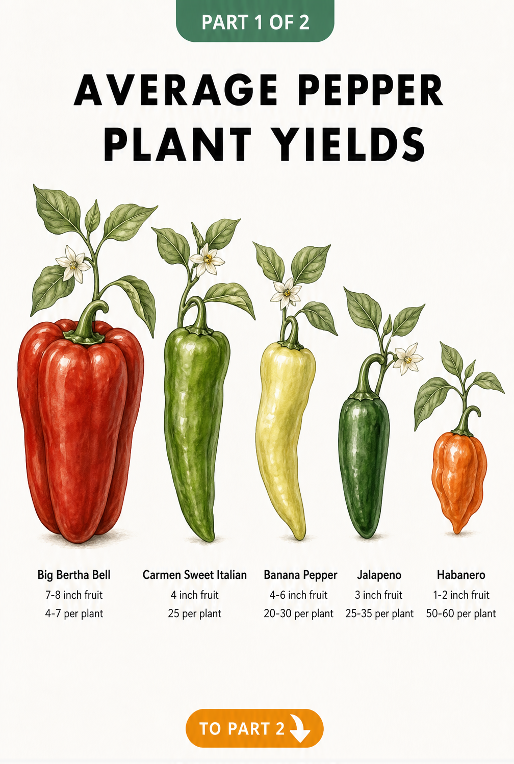 Botanical illustration showing five pepper varieties from large to small with their average yields per plant.