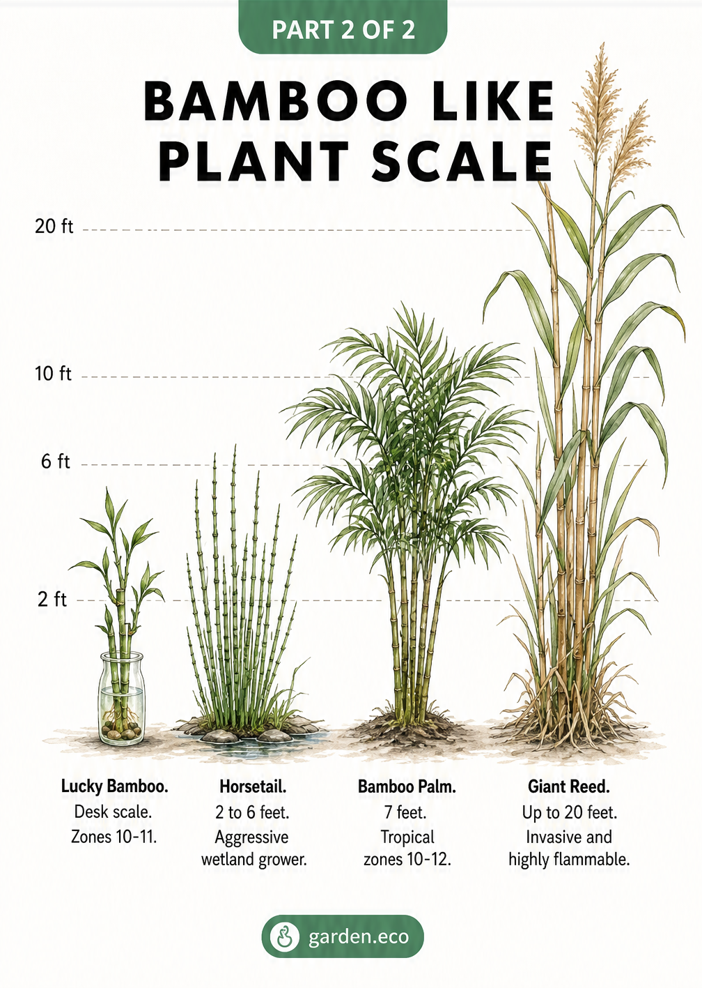 Size comparison chart of bamboo alternatives showing Lucky Bamboo, Horsetail, Bamboo Palm, and Giant Reed from 2 to 20 feet tall