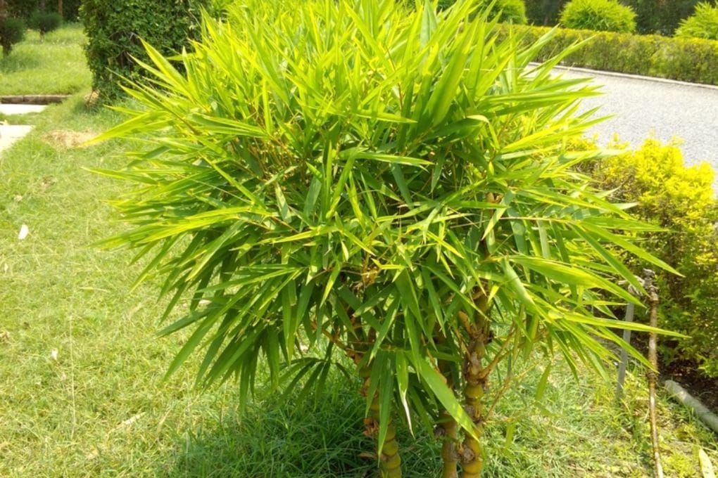 Backyard Bamboo » Top Landscaping Tips