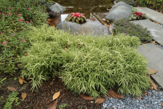 Backyard Bamboo &raquo; Top Landscaping Tips
