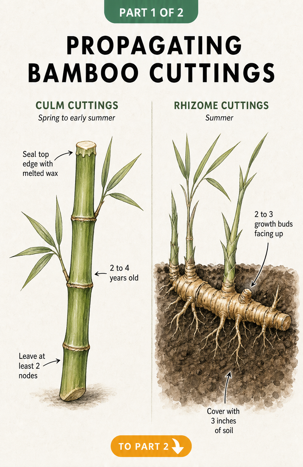 Botanical illustration comparing culm and rhizome bamboo cuttings with labels for age, nodes, and planting depth