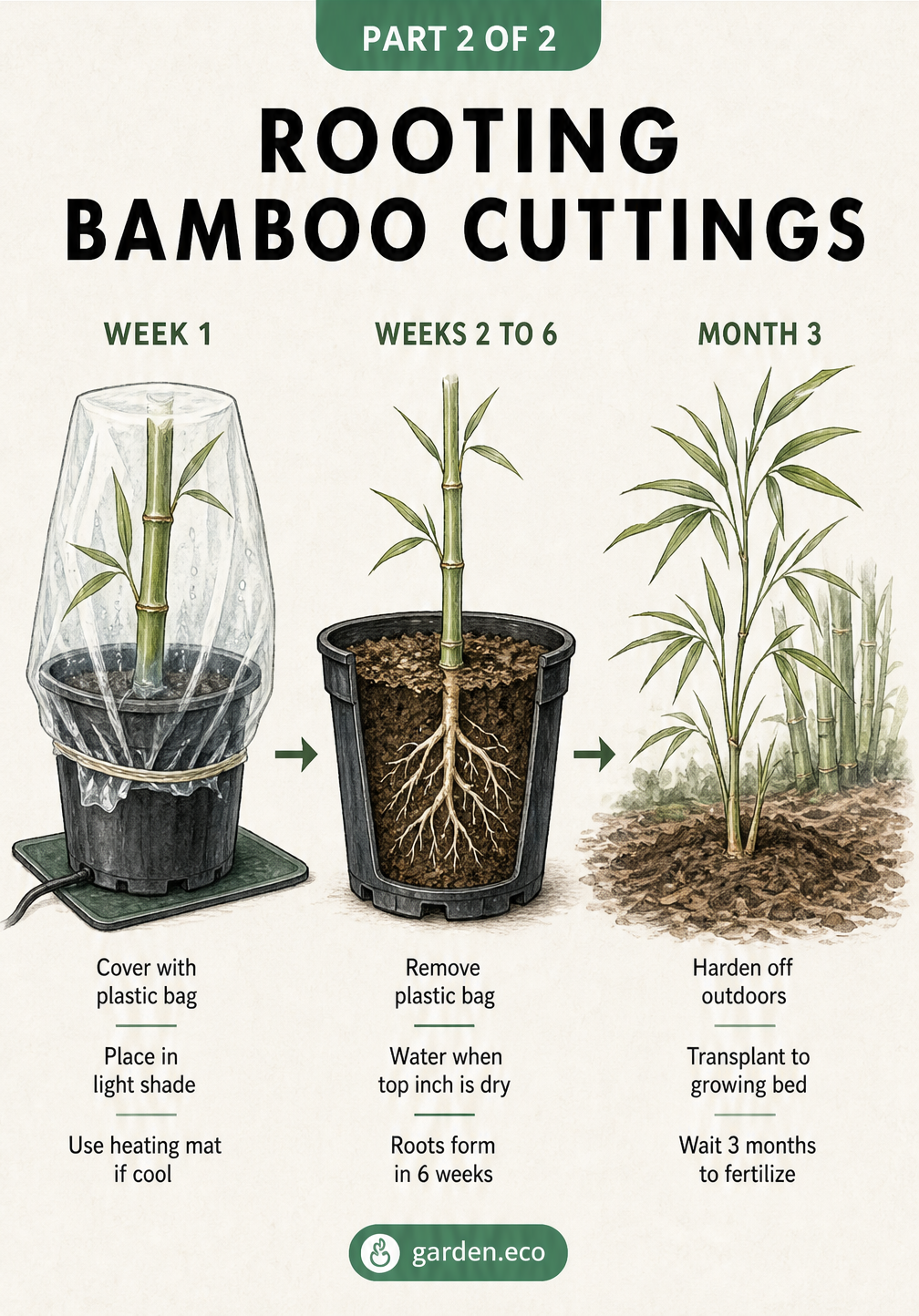 Timeline illustration showing the rooting process of a bamboo cutting from week 1 under plastic to month 3 outdoors