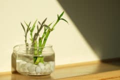 bamboo-in-water