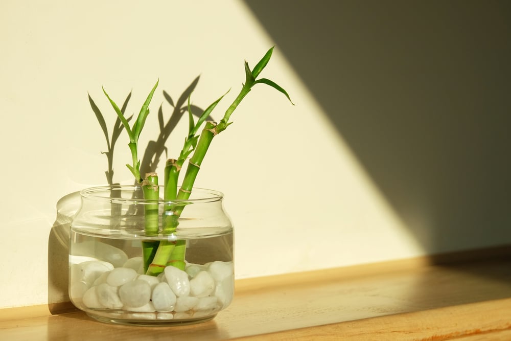 Bamboo In Water Lucky Bamboo Top Tips