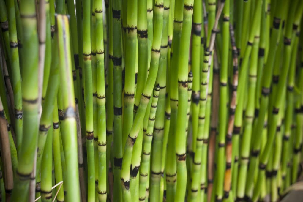 Bamboo Flowering???? — BBC Gardeners' World Magazine