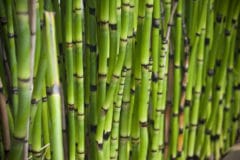 bamboo-like-plant