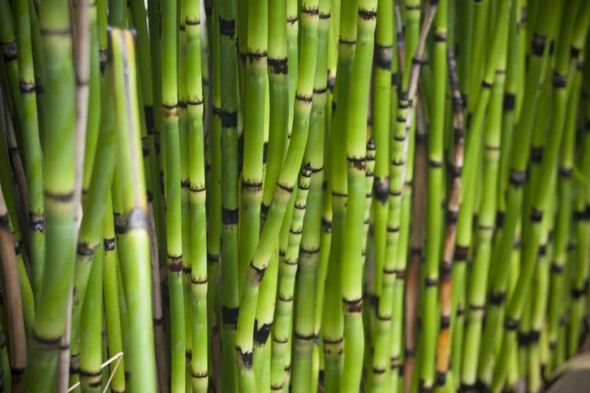 Do Bamboo Plants Need Sun Some Like It Hot do-bamboo-plants-need-sun-some-like-it-hot