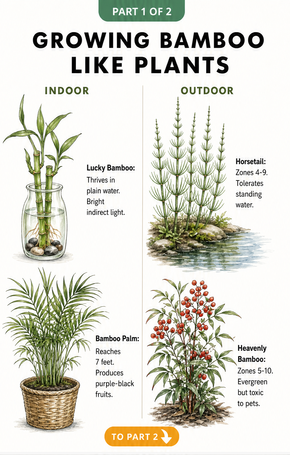 Botanical illustration showing indoor and outdoor bamboo alternatives like Lucky Bamboo, Bamboo Palm, Horsetail, and Heavenly Bamboo