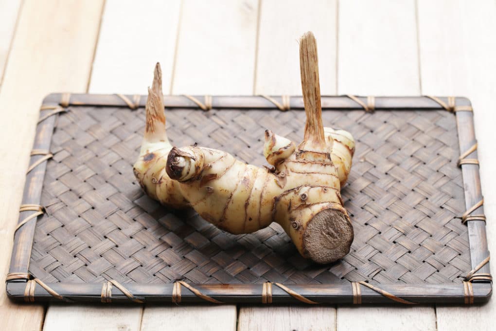 How to Cut Bamboo » Top Tips on How & When