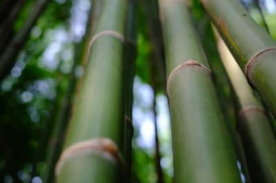 bamboo-stems