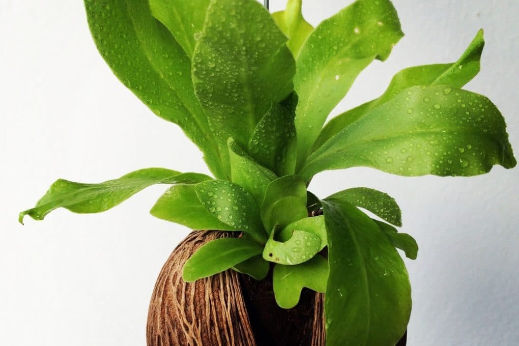 Bird nest fern problems identification tips control