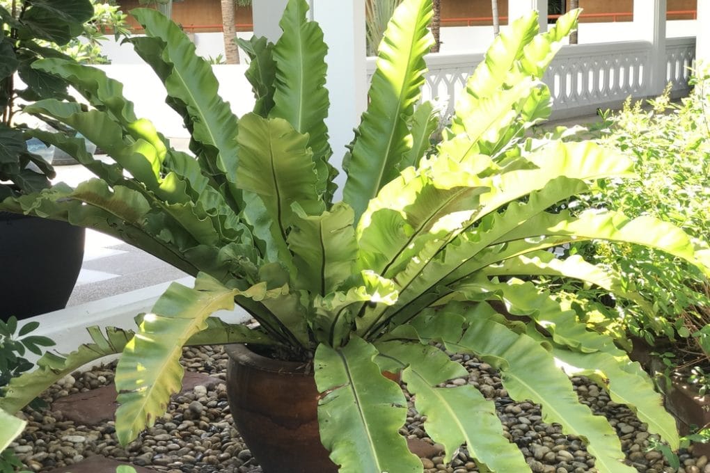 Bird Nest Fern Problems » Identification Tips & Control