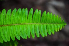 boston-fern-brown-leaves
