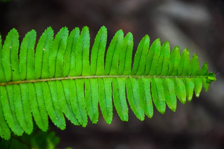 Bird nest fern problems identification tips control