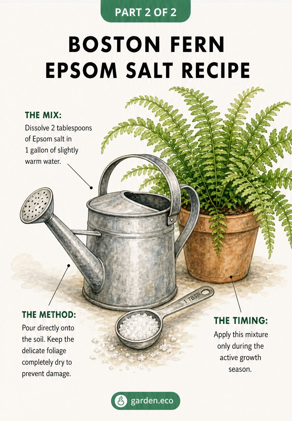 Illustration of a watering can and measuring spoon with instructions for mixing Epsom salt for Boston ferns
